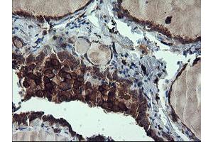 Image no. 1 for anti-CD163 (CD163) antibody (ABIN1497175) (CD163 antibody)