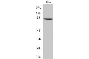 Western Blotting (WB) image for anti-Zinc Finger Protein 225 (ZNF225) (C-Term) antibody (ABIN3187544) (ZNF225 antibody  (C-Term))