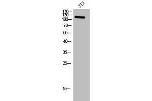 Western Blot analysis of 3T3 cells using Phospho-FAK (Y576) Polyclonal Antibody (FAK antibody  (pTyr576))