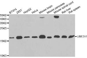 Western blot analysis of extracts of various cell lines, using UBE2V1 antibody (ABIN5973735) at 1/1000 dilution.