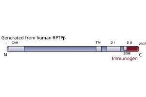 Image no. 1 for anti-Protein tyrosine Phosphatase, Receptor-Type, Z Polypeptide 1 (PTPRZ1) (AA 2098-2307) antibody (ABIN967799) (PTPRZ1 antibody  (AA 2098-2307))