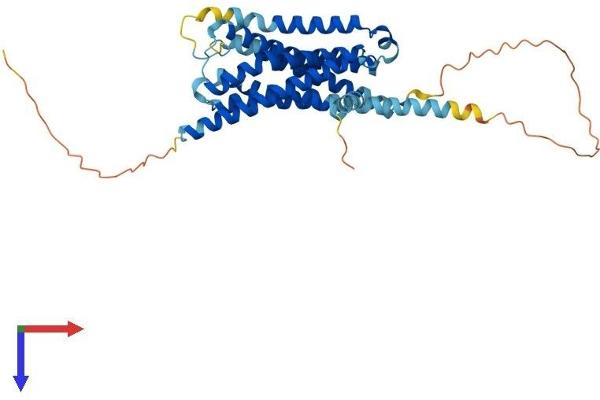 5HT1D Protein (AA 1-377) (His tag)