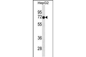 Western blot analysis in HepG2 cell line lysates (35ug/lane). (FOXN3 antibody  (C-Term))