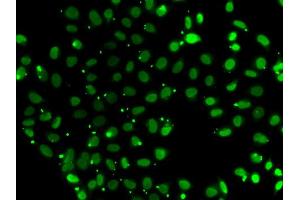 Immunofluorescence analysis of A549 cell using SUB1 antibody. (SUB1 antibody)