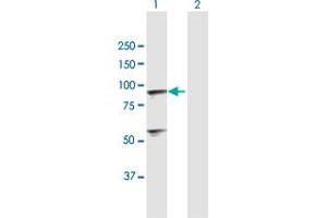 Western Blot analysis of C1R expression in transfected 293T cell line by C1R MaxPab polyclonal antibody.