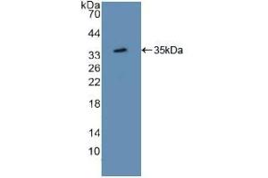 Western blot analysis of recombinant Mouse ATF1. (AFT1 antibody  (AA 3-245))