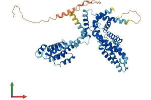 AlphaFold protein structure predicition of Human Recombinant TCP11L1 Protein, UniprotID Q9NUJ3