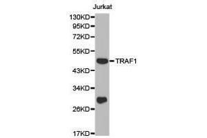 Western Blotting (WB) image for anti-TNF Receptor-Associated Factor 1 (TRAF1) antibody (ABIN1875190) (TRAF1 antibody)
