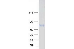 SERINC3 Protein (Transcript Variant 1) (Myc-DYKDDDDK Tag)