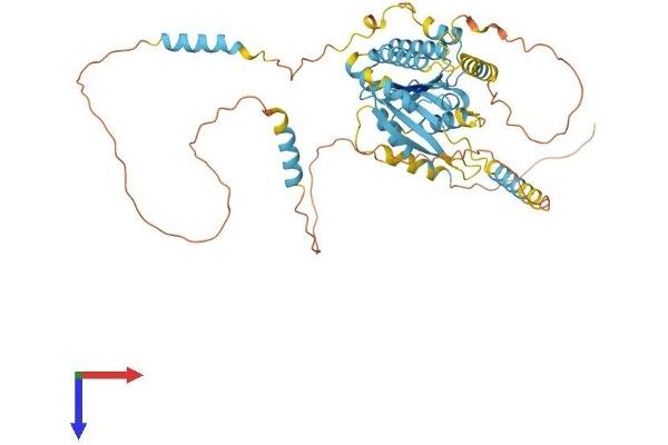 DYNC1LI2 Protein (AA 1-492) (His tag)