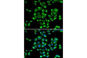 Immunofluorescence analysis of U2OS cells using RPS16 antibody.