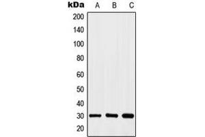 Western blot analysis of HOXA11/D11 expression in HEK293T (A), HeLa (B), K562 (C) whole cell lysates. (HOXA11/D11 antibody  (C-Term))
