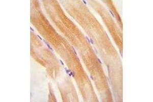 Immunohistochemistry analysis in formalin fixed and paraffin embedded human skeletal muscle reacted with FNIP2 Antibody (C-term) followed by peroxidase conjugation of the secondary antibody and DAB staining. (FNIP2 antibody  (C-Term))