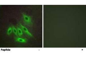 Immunofluorescence analysis of HepG2 cells, using MUC16 polyclonal antibody . (MUC16 antibody)