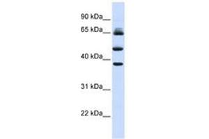 Image no. 1 for anti-F-Box and Leucine-Rich Repeat Protein 3 (FBXL3) (AA 144-193) antibody (ABIN6743156) (FBXL3 antibody  (AA 144-193))