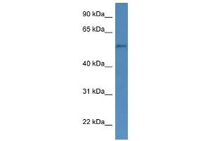 Western Blot showing CYP51A1 antibody used at a concentration of 1-2 ug/ml to detect its target protein. (CYP51A1 antibody  (N-Term))