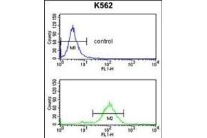 Flow Cytometry (FACS) image for anti-Apolipoprotein B mRNA Editing Enzyme, Catalytic Polypeptide-Like 3F (APOBEC3F) (AA 22-48), (N-Term) antibody (ABIN653123)