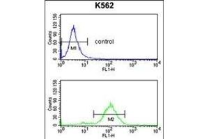 OBEC3F Antibody (N-term) 9176a flow cytometry analysis of K562 cells (bottom histogram) compared to a negative control cell (top histogram). (APOBEC3F antibody  (N-Term))