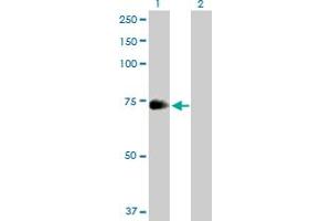 Western Blot analysis of ZNF23 expression in transfected 293T cell line by ZNF23 MaxPab polyclonal antibody. (ZNF23 antibody  (AA 1-643))