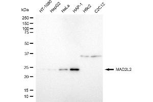 Western blotting analysis using MAD2L2 antibody (ABIN7799319).