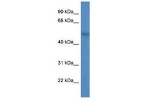 Image no. 1 for anti-F-Box and WD Repeat Domain Containing 9 (FBXW9) (AA 276-325) antibody (ABIN6746827) (FBXW9 antibody  (AA 276-325))