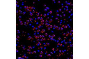 Immunofluorescence of paraffin embedded mouse brain using Neurturin (ABIN7074832) at dilution of 1:1000 (400x lens) (Neurturin antibody)