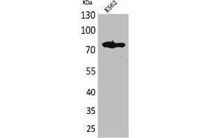 Western Blot analysis of K562 cells using FOXP1 Polyclonal Antibody (FOXP1 antibody  (C-Term))