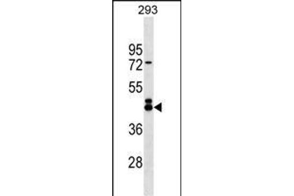 EFCAB4B antibody  (N-Term)