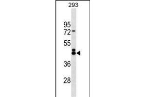 EFCAB4B Antibody (N-term) (ABIN1539404 and ABIN2849476) western blot analysis in 293 cell line lysates (35 μg/lane). (EFCAB4B antibody  (N-Term))
