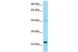 Image no. 1 for anti-Matrix Metalloproteinase 20 (MMP20) (AA 396-445) antibody (ABIN6740977) (MMP20 antibody  (AA 396-445))