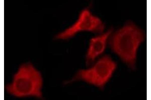 OR10G7 antibody  (C-Term)