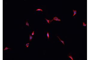 ABIN6276964 staining HepG2?