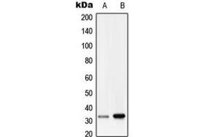 Western blot analysis of RRAD expression in HepG2 (A), human lung (B) whole cell lysates.