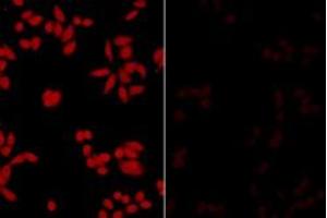 ABIN190786 (2. (ILF2 antibody  (Internal Region))