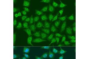 Immunofluorescence analysis of U2OS cells using EGLN3 Polyclonal Antibody at dilution of 1:100. (EGLN3 antibody)