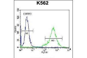 Flow cytometric analysis of K562 cells (right histogram) compared to a negative control cell (left histogram). (Prolactin antibody  (C-Term))