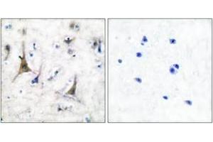 Immunohistochemistry analysis of paraffin-embedded human brain tissue, using PGP9. (UCHL1 antibody  (AA 171-220))
