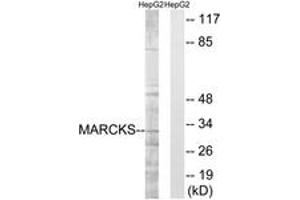 Western blot analysis of extracts from HepG2 cells, treated with LPS 100ng/ml 30', using MARCKS (Ab-163) Antibody. (MARCKS antibody  (AA 136-185))