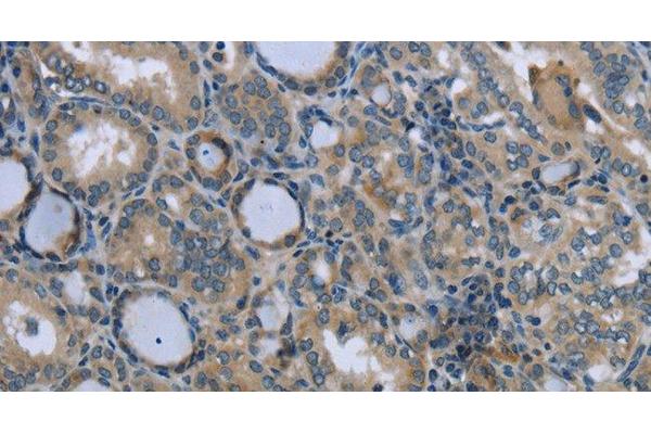 EGFL8 antibody