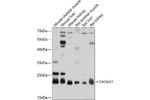 Western blot analysis of extracts of various cell lines, using C antibody (ABIN6130025, ABIN6137823, ABIN6137824 and ABIN6214115) at 1:1000 dilution. (CACNG1 antibody  (AA 30-110))