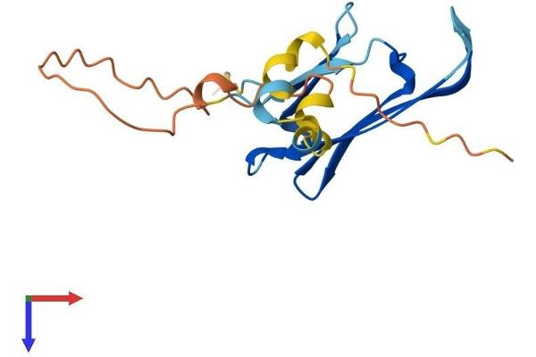 HSPB3 Protein (AA 1-154) (His tag)