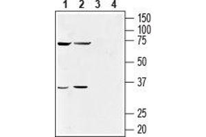 Western blot analysis of human NK-92MI natural killer cell (lanes 1 and 3) (1:500) and human acute monocytic leukemia THP-1 cell (lanes 2 and 4) (1:200) lysates: - 1, 2. (GPR55 antibody  (2nd Extracellular Loop))