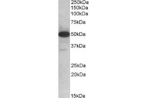 ABIN768549 (0. (TXNDC5 antibody  (AA 281-295))