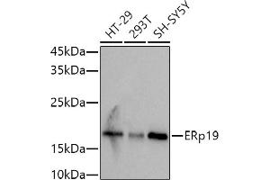 Western blot analysis of extracts of various cell lines, using (ABIN7270799) at 1:1000 dilution. (TXNDC12 antibody)