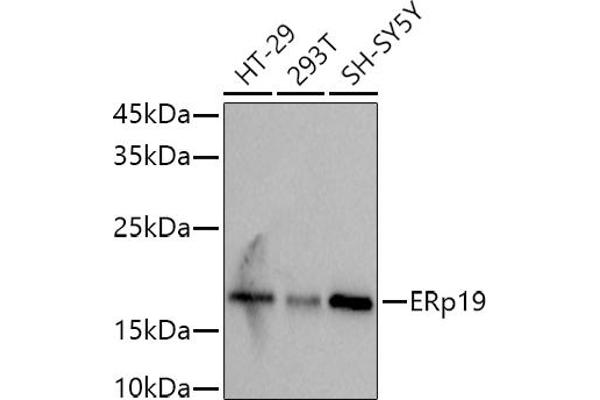 TXNDC12 antibody