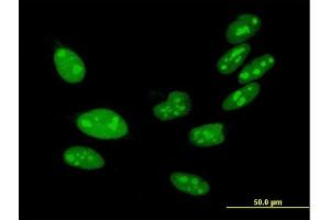 Immunofluorescence of purified MaxPab antibody to H1FX on HeLa cell. (H1FX antibody  (AA 1-213))