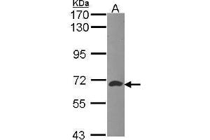 WB Image Sample (30 ug of whole cell lysate) A: Hep G2 , 7. (ATIC antibody)