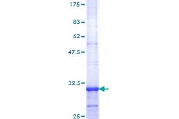 HTR2C Protein (AA 1-52) (GST tag)