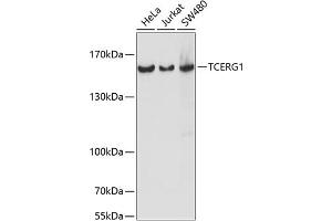 Western blot analysis of extracts of various cell lines, using TCERG1 antibody (ABIN7270879) at 1:1000 dilution. (TCERG1 antibody  (AA 550-650))