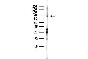Western blot analysis of lysates from RAW264.